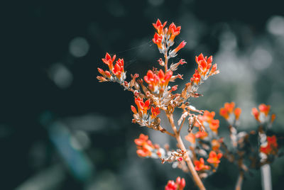 Close-up of red flowers blooming outdoors