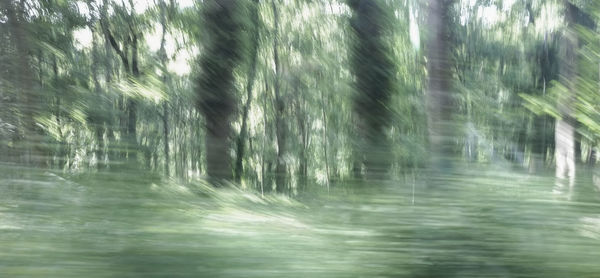 Full frame shot of trees in forest