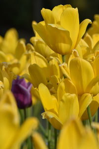 Close-up of yellow tulip