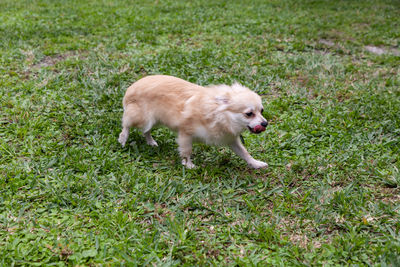 Small pomeranian chihuahua mix licking his lips in a green yard in florida.