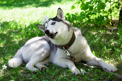 Portrait of smiling grey and white husky dog in a garden with blossom white flowers of apple tree.