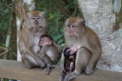 2 macaque monkeys suckling