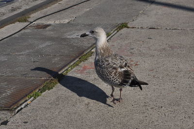 High angle view of seagull perching on footpath