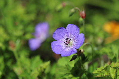 Close-up of purple flower