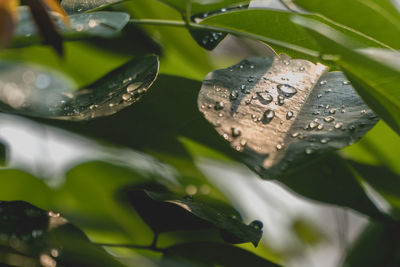 Close-up of leaves in water