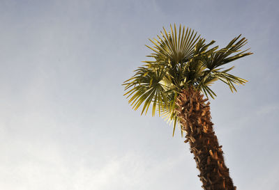 Low angle view of coconut palm tree against sky