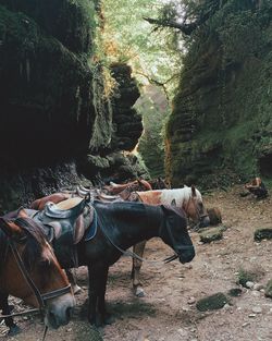 View of horses in gorge