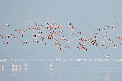 Flock of birds flying over sea against sky