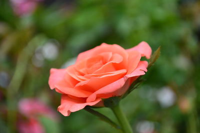 Close-up of pink rose