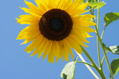 Close-up of sunflower against sky