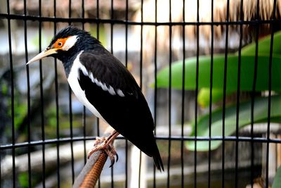 Close-up side view of a bird in cage