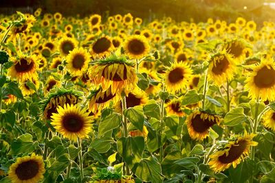 Close-up of yellow flowering plants on field