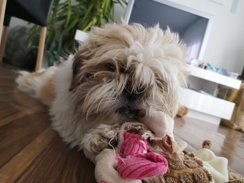 Close-up of a dog at home