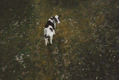 High angle view of cow standing on land