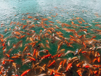 High angle view of koi carps swimming in sea