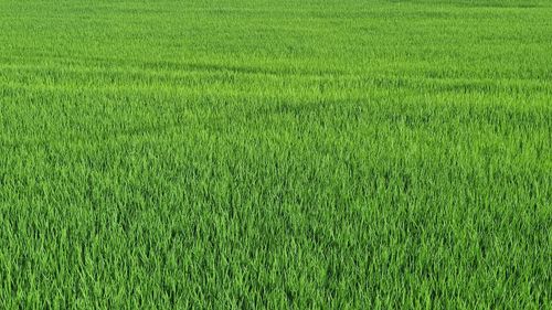 Full frame shot of fresh green field