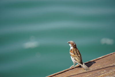 Close-up of bird perching on wood