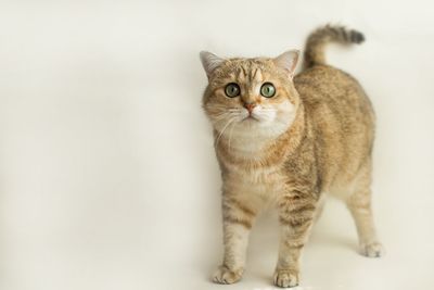 Portrait of cat standing against white background