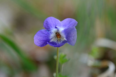 Close-up of purple flower