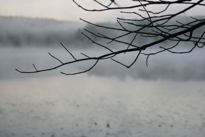 Close-up of bare tree against sky