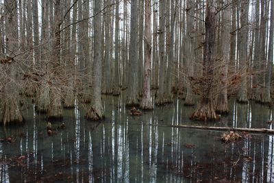 Reflection of trees in lake