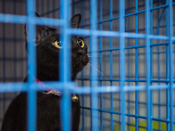 Portrait of owl in cage