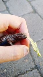 Close-up of hand holding lizard on beach