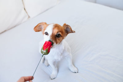 Cute jack russell dog at home smelling red rose, romance valentines concept