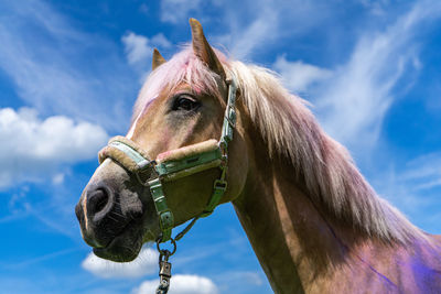 Low angle view of horse against cloudy sky