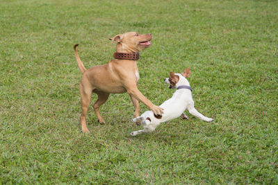 Dog running on grassy field