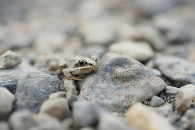 Alert frog crawling on rocks and pebbles