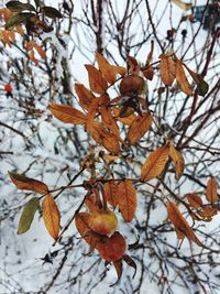 Close-up of frozen leaves during winter