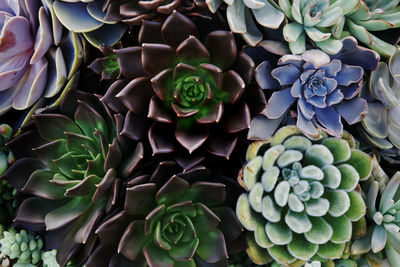 Full frame shot of succulent plants