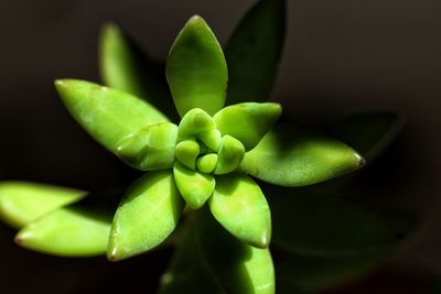 Close-up of succulent plant