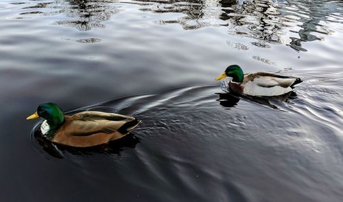 High angle view of mallard duck swimming in lake