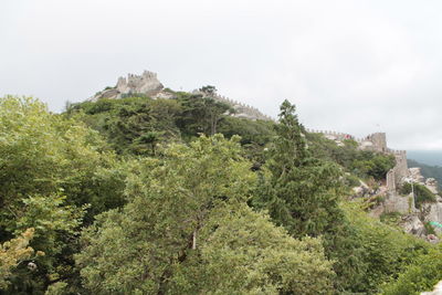 Trees and plants on landscape against sky
