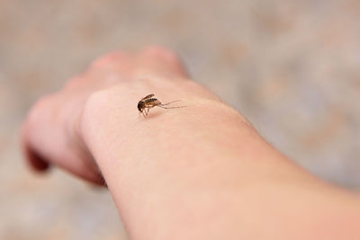 Close-up of an insect on hand