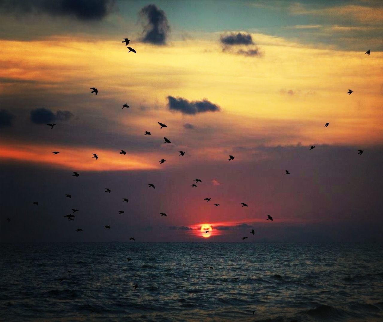 sunset, bird, sea, flying, animal themes, animals in the wild, horizon over water, sky, water, wildlife, scenics, beauty in nature, orange color, tranquil scene, sun, tranquility, nature, idyllic, silhouette, cloud - sky