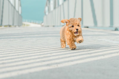Brown dog puppy poodle running on the street.