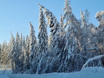 Snow covered plants against sky