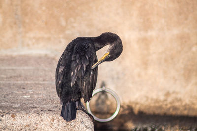 Close-up of bird perching outdoors