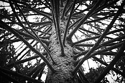 Low angle view of tree against sky