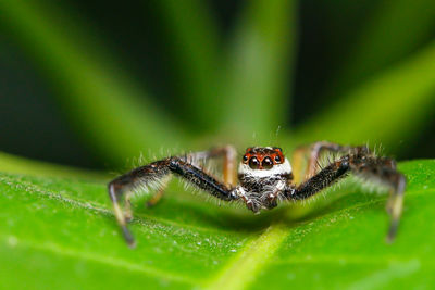 Close-up of spider