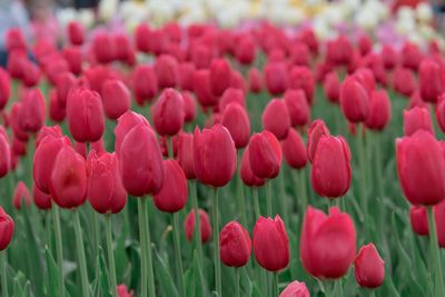 Close-up of pink tulips on field