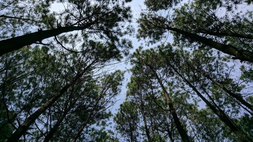 Low angle view of trees against sky