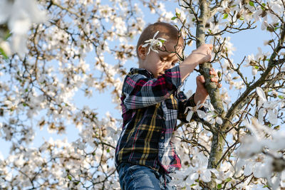 A boy climbs a blooming magnolia tree.