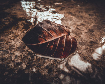 High angle view of shell on rock