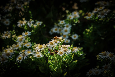 Close-up of white flowering plant with a bee