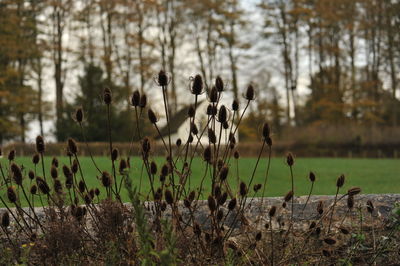 Close-up of plants growing on field against sky