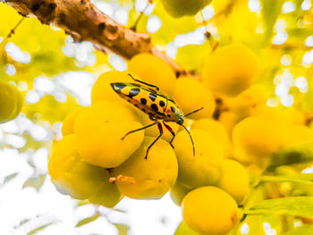 Close-up of insect on yellow flower